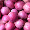 fresh qinguan apples chinese red qingguan apple shannxi qinguan